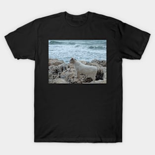 Sea Cat T-Shirt